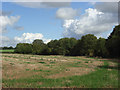 Stubble and woodland, Marridge Hill in SN8 2HG