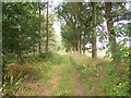 Footpath By Hayes Wood in ST19 5RS