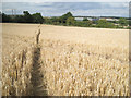 Footpath through barley, east of Wood End  in CV9 2QD