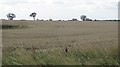 Wheat field near West Fleetham in NE67 5JS