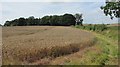 Wheat field, Preston in NE67 5DW