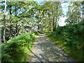 Footpath near Moss Rigg Wood in LA22 9NT