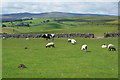 Sheep and cows on the north side of Scarnber Hill in BD23 3QD