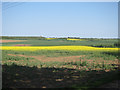 Oil seed rape by Streetly Hall in CB21 4RZ