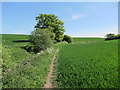 Footpath from Hadstock in CB21 4NJ
