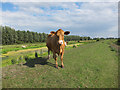 Cow at Wicken Washes in CB7 6BG