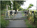 Cows crossing the Cycle Path in LL54 7YF