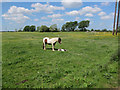 Horses on South Horse Fen in CB7 5AW