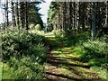 Going Into The Abernethy Forest in PH25 3DF