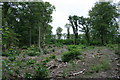 Coppicing in Sixty Acre Wood in KT22 0TR
