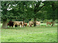 Cattle under the trees in RH14 9AU