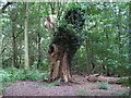 Dead tree just off footpath in IP9 1AZ