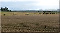Wheat field, Swinhoe in NE67 5AA