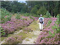 Rambling on Bagshot Heath in GU15 4AL