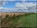 Boundary between grass and stubble in LS15 4LY