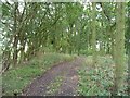 Woodland on the northern edge of Garforth golf course in LS15 4LY