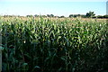 Maize at Comp Farm in RG9 4NG
