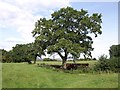 Trees and cattle near Etchilhampton in SN10 3JR