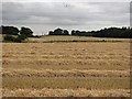Straw rows, King o' Muir in FK10 2UR
