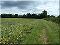 Broadbean field by path to Pound Common Cottages in GU29 0QJ