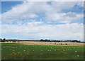 Sheep grazing land at Nunstainton Grange Carrs in TS21 2ET