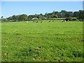 Grazing hillside meadow below Roborough Road in EX31 4JG