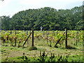 Scarecrow in the vineyard in RH20 1DE