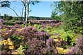 Heather and Trees, Cannock Chase in WS12 4LH