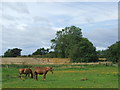 Horses near West Rainton in DH4 6SX