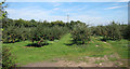 Apple orchards by Pested Lane in TN25 4BG