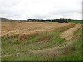 Harvest, Skirling Craigs in ML12 6HD