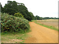 Farm track past Black Hills, Castle Rising in PE30 3PD