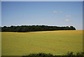Wheat field by the M11 in CB11 3TG