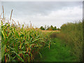 Sweetcorn near the A500 in CW5 6NU