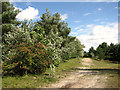 Track along the lake in Bawsey Country Park in PE32 1EP
