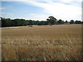 Harvested field, Cornets End in CV7 7LG