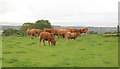 Cattle in the field by Tavistock Cross in PL20 7HH
