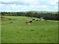 Cattle at peace near Laurieston in DG7 2PW