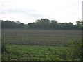 Farmland off Arksey Common Lane in DN2 4QG