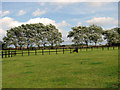 Paddocks east of Brown's Lane, Holme Hale in IP25 7DX