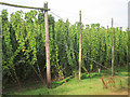 Hop fields by Hope House Lane in TN18 5PD