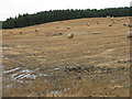Wet harvest at Castleton in EH23 4RZ