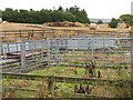 Animal pens near Castleton in EH23 4RZ