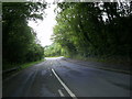 Tree-lined road to Porthyrhyd in SA32 8BT