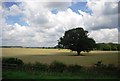 Oak tree in a wheat field in Roudham and Larling