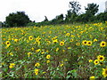 Sunflowers, Portfield Road in SP5 4AW