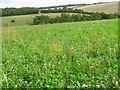 Clover field, Portfield Road in SP5 4AW