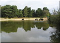 Cattle at Round Pond in SO42 7QL