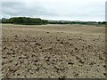 Stubble field with a dressing of 'fresh' manure in BN7 3QT