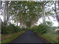Avenue of beech trees in AB52 6LX